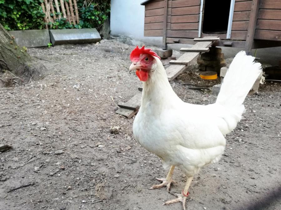 Staatliche Tierseuchenexperten von Vogelgrippe-Ausbruch alarmiert