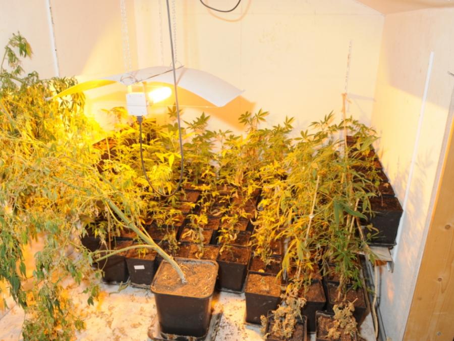 Polizei entdeckt mehr illegale Cannabis-Plantagen in Deutschland
