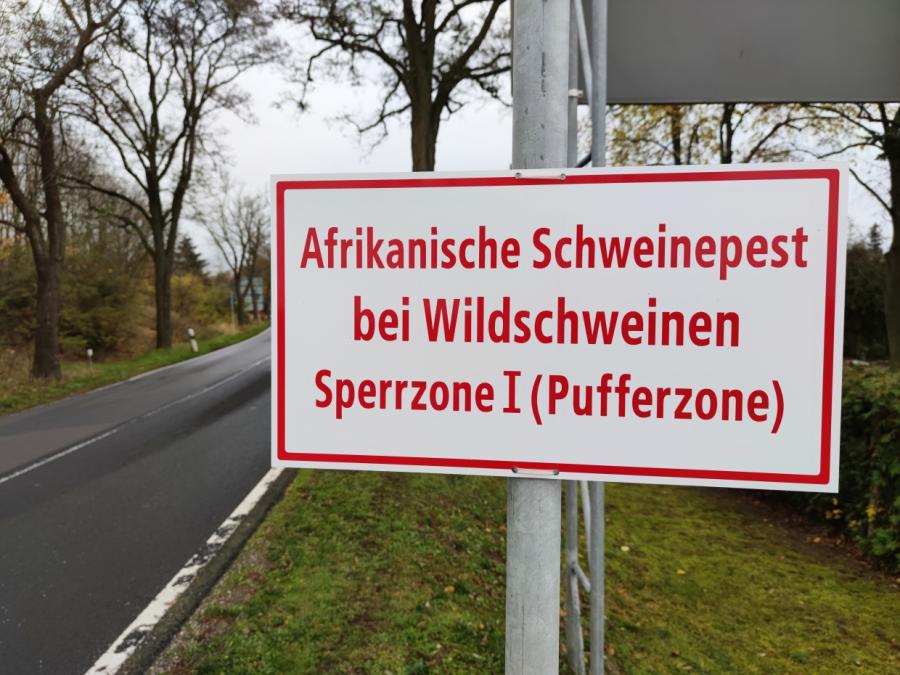 Schweinepest bei Wildschein in Mecklenburg-Vorpommern nachgewiesen