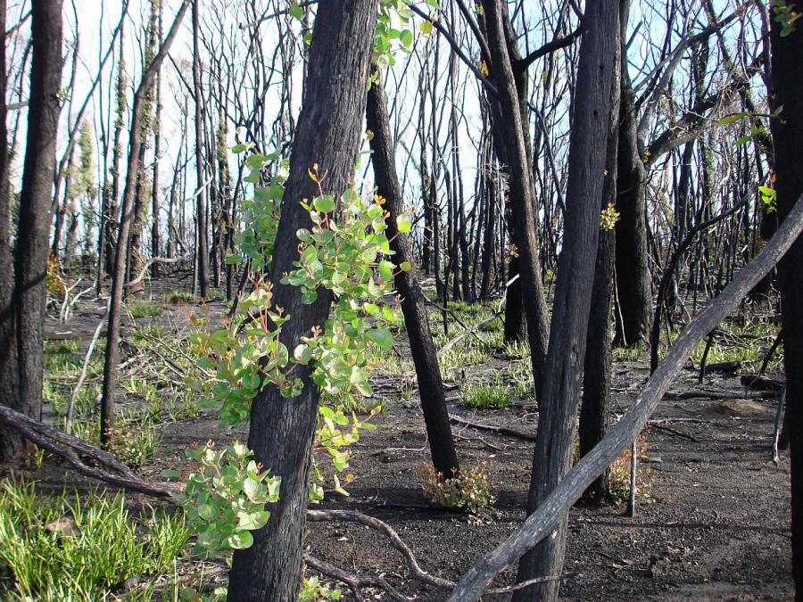 Experte fürchtet Verschärfung der Klimakrise durch Waldbrände
