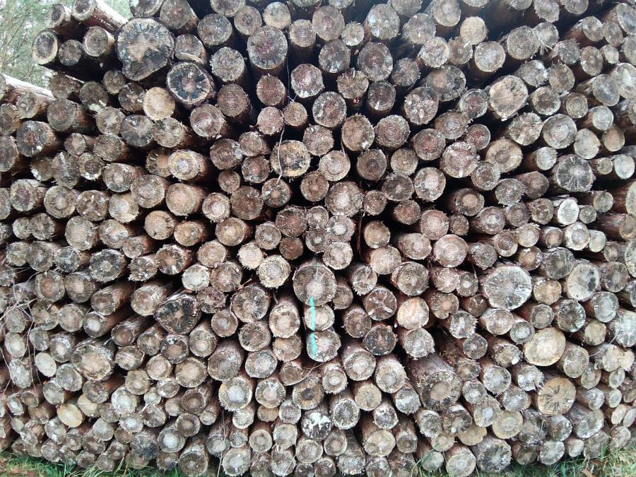 Forstexperte vermutet internationale Holzmafia in Wäldern