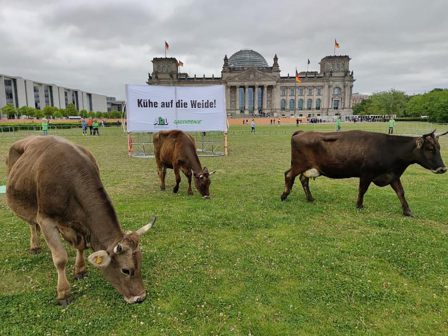 Greenpeace protestiert mit Kühen vor dem Reichstag