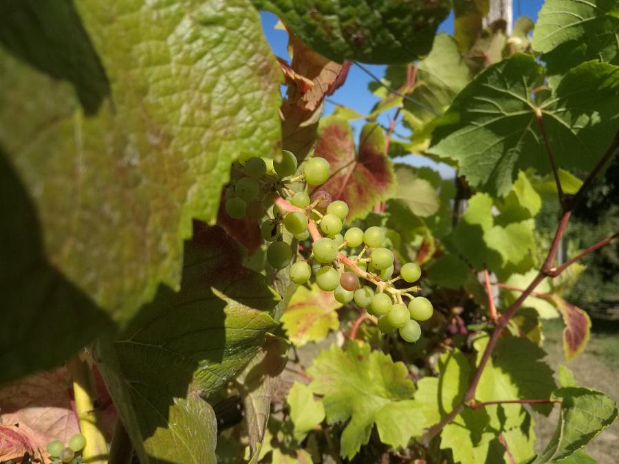 FDP sorgt sich um Weinbauflächen wegen EU-Pflanzenschutzverordnung