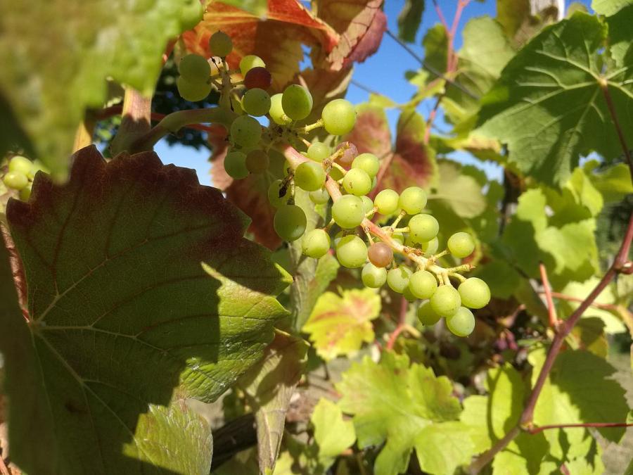 Unionsfraktion gegen EU-Pläne zur Pestizidreduktion im Weinanbau