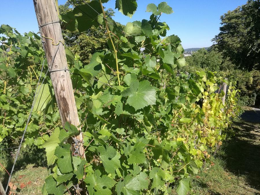 Trend zu wärmeliebenden Rebsorten im Weinanbau ungebrochen