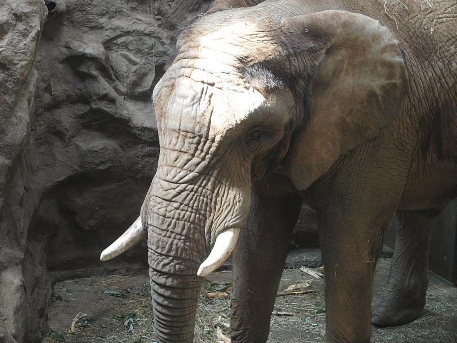 Botswana droht Deutschland mit Einfuhr von 20.000 Elefanten