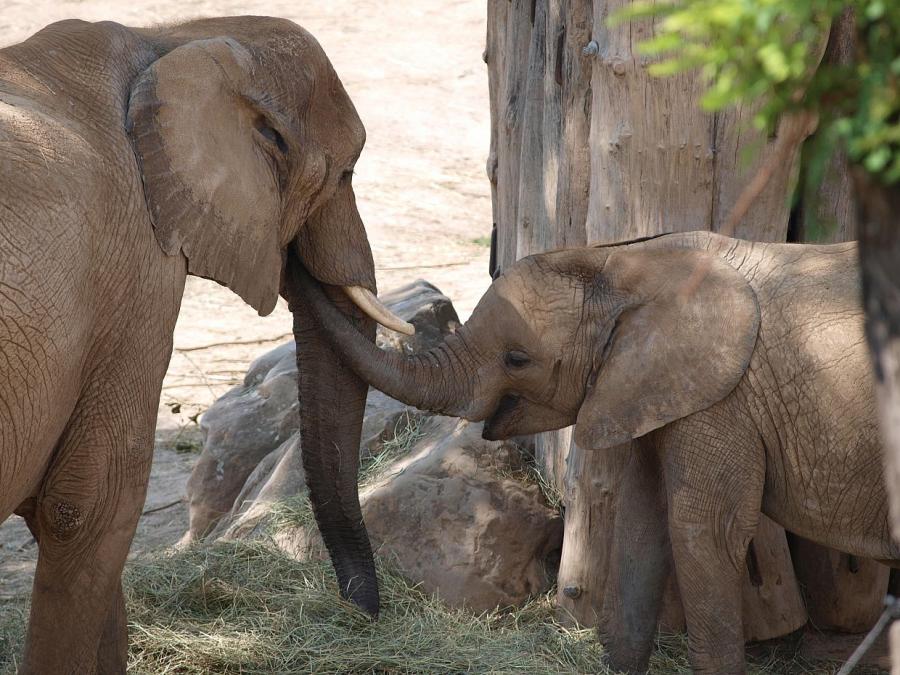 Bundesregierung nimmt Botswanas Elefanten-Drohung zur Kenntnis