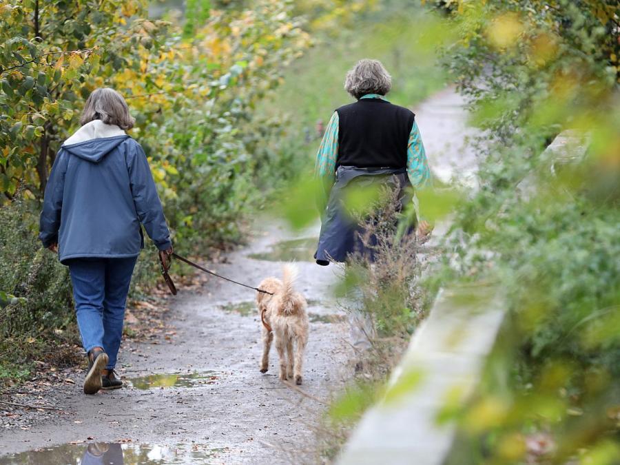 Einnahmen aus Hundesteuer auf Rekordniveau