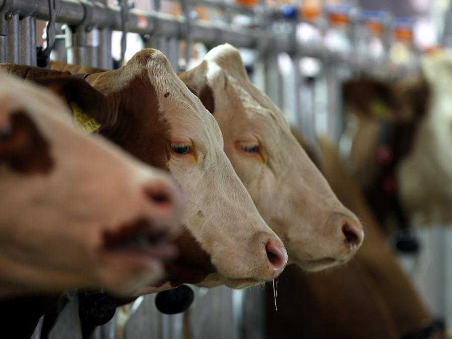 Antibiotikaabgabe in Tiermedizin deutlich gesunken